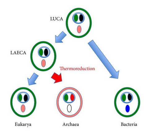 bacteriafirst