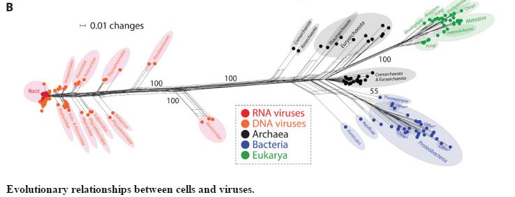 CELLSANDVIRUSES