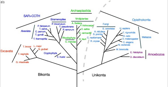 eukaryogenesis